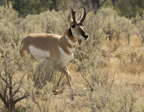 pronghorn